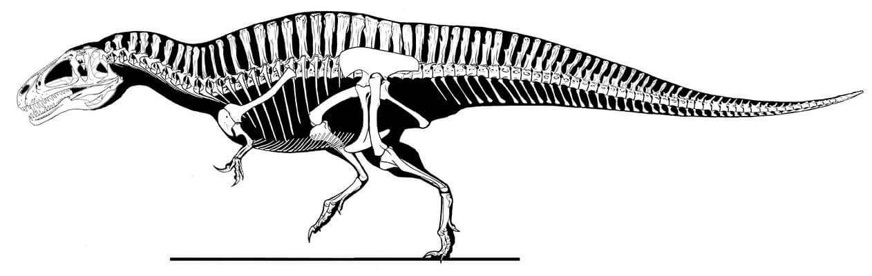 Скелетная реконструкция акрокантозавра. Stovall & Langston, 1970.