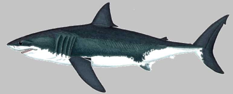 Акула белая (Carcharodon carcharias) 