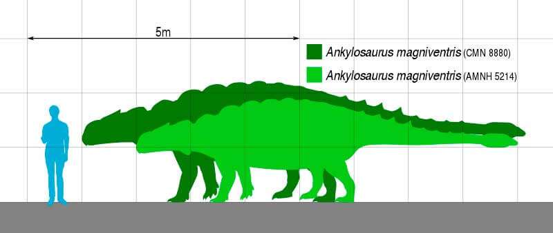 Анкилозавр (Ankylosaurus)