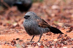 Птица-апостол