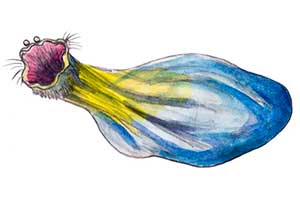 Атуи Коро Экаши