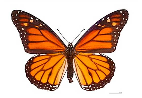 Бабочка Данаида монарх (Danaus plexippus)