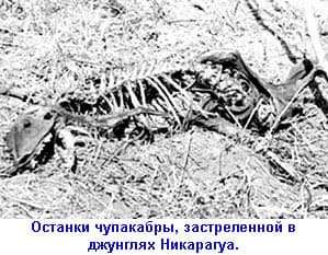 Изображение — чупакабра чупакабра