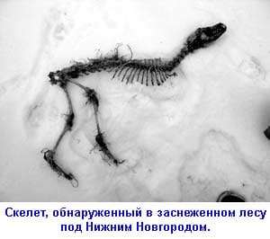 Изображение — чупакабра чупакабра