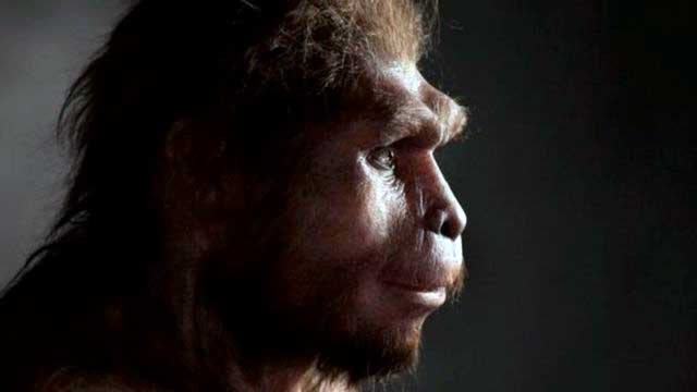 изображение - Homo erectus Homo erectus