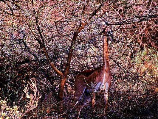 изображение - Геренук или жирафовая газель Геренук или жирафовая газель