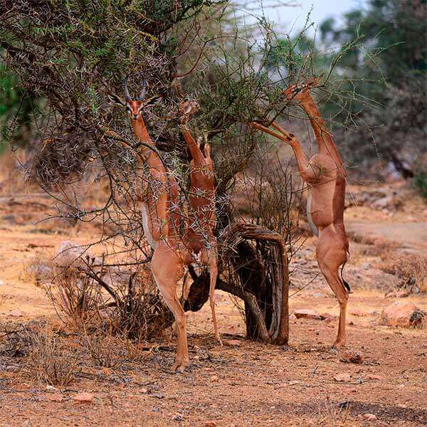 изображение - Геренук или жирафовая газель Геренук или жирафовая газель
