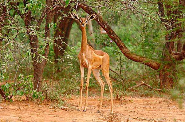 изображение - Геренук или жирафовая газель Геренук или жирафовая газель