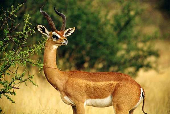 изображение - Геренук или жирафовая газель Геренук или жирафовая газель