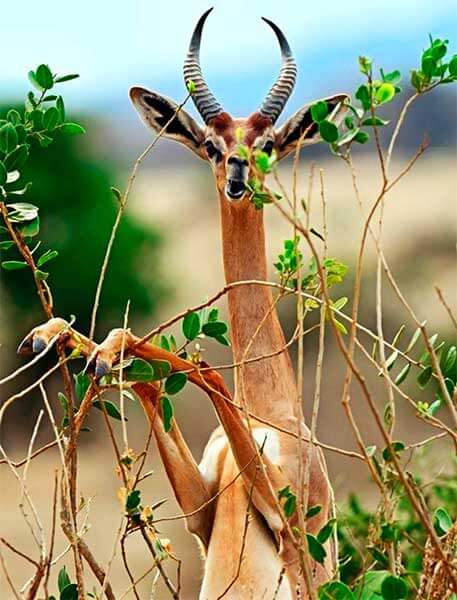 изображение - Геренук или жирафовая газель Геренук или жирафовая газель