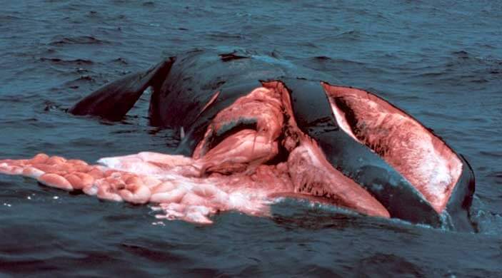 Останки гладкого кита, погибшего в результате столкновения с винтом судна.