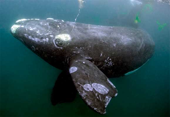 Южный гладкий кит под водой. Фото © Greg Volger