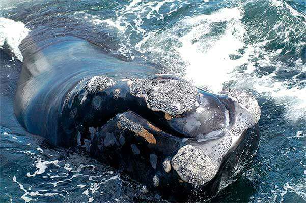Северный (североатлантический) гладкий кит (Eubalaena glacialis)