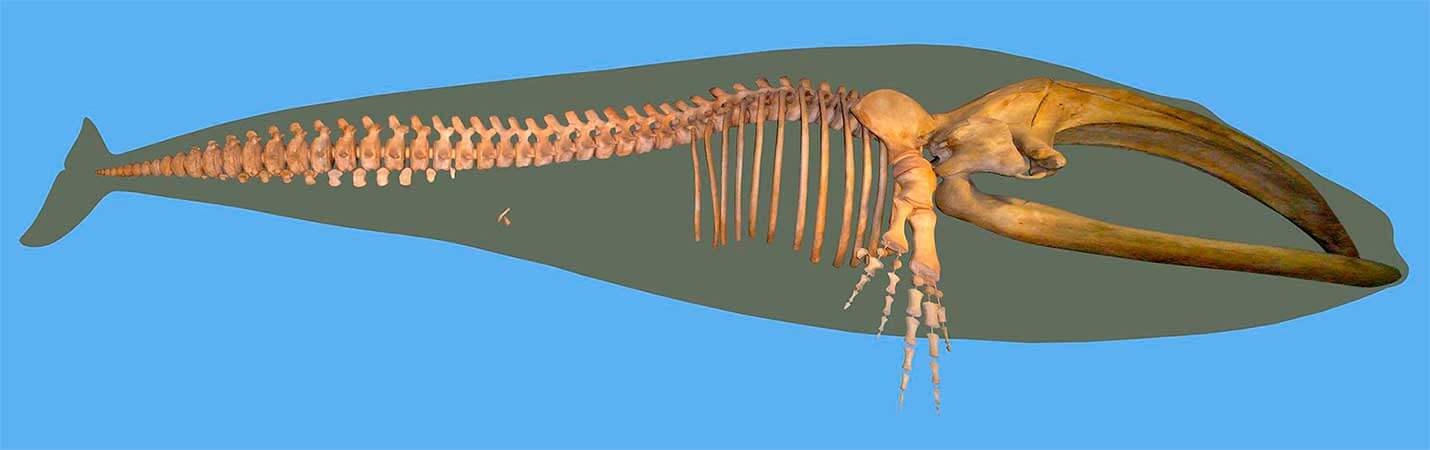 Скелет северного (североатлантического) гладкого кита (Eubalaena glacialis). Staatliches Museum für Naturkunde Karlsruhe, Germany.