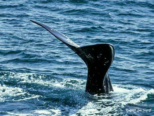 Хвост японского кита (Eubalaena japonica)