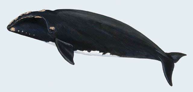 Северный гладкий кит (Eubalaena glacialis)