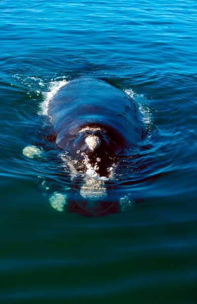 Южный гладкий кит (Eubalaena australis)