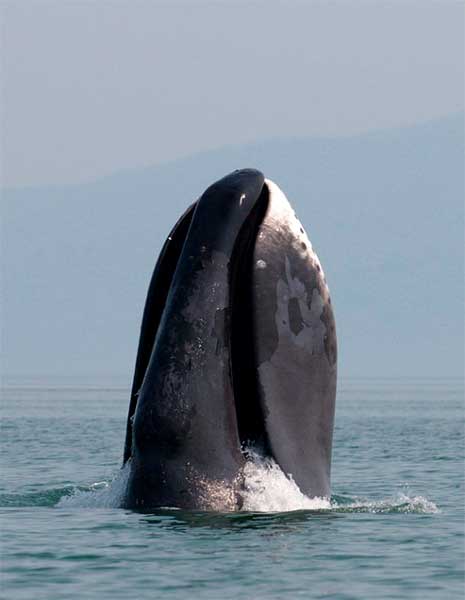 Гладкий кит