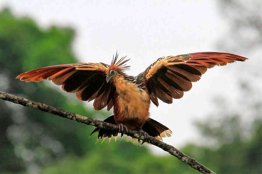 Изображение - гоацин гоацин