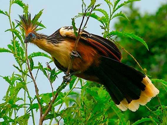 Изображение — гоацин гоацин