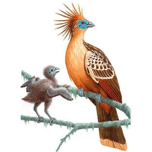 изображение-гоацин гоацин