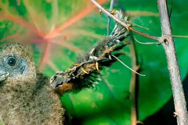 изображение - гоацин гоацин