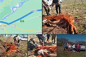 Увечье скота в Хазенкампе