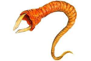 Индский червь