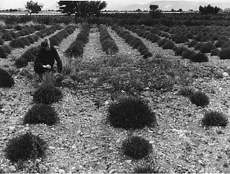 следы на поле, где приземлился НЛО следы на поле, где приземлился НЛО