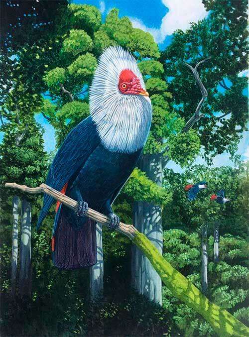 Маврикийский синий голубь