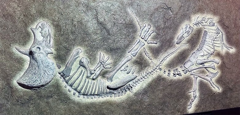 Идеализированная реконструкция экспонатов Dueling Dinosaur («Дуэль динозавров») в их естественном положении Идеализированная реконструкция экспонатов Dueling Dinosaur («Дуэль динозавров») в их естественном положении