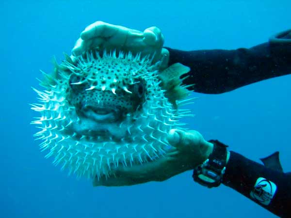 изображение - Рыба-дикобраз Рыба-дикобраз