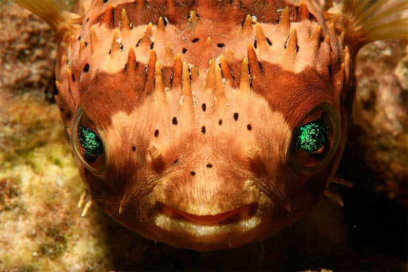 изображение - Рыба-дикобраз Рыба-дикобраз