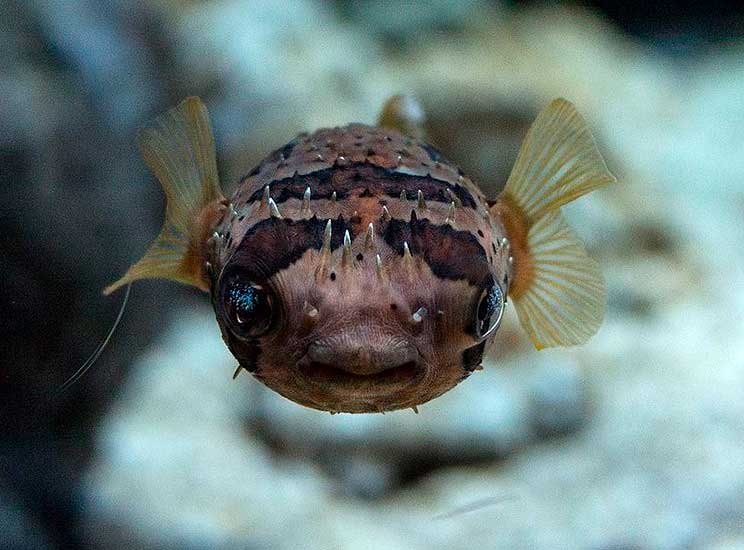 изображение - Рыба-дикобраз Рыба-дикобраз