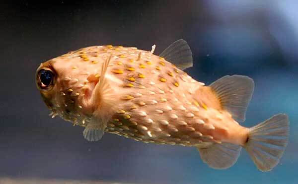 изображение - Рыба-дикобраз Рыба-дикобраз