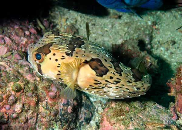 изображение - Рыба-дикобраз Рыба-дикобраз