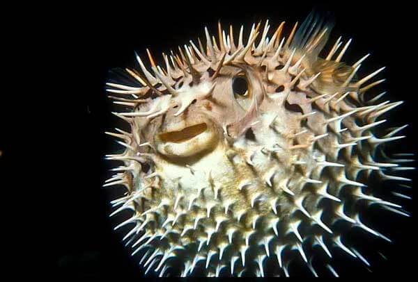 изображение - Рыба-дикобраз Рыба-дикобраз