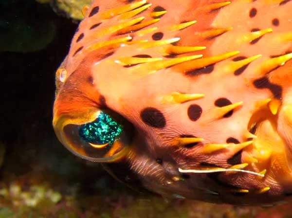 изображение - Рыба-дикобраз Рыба-дикобраз