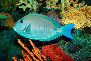 Acanthurus chirurgus