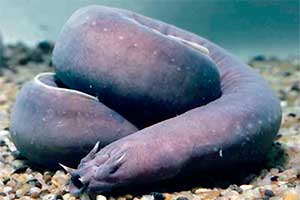 Рыба-ведьма