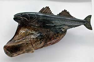 Рыба-живоглот