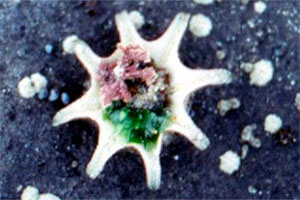 Sea star patiriella calcar min