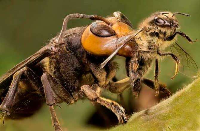 Vespa mandarinia расправляется с пчелой