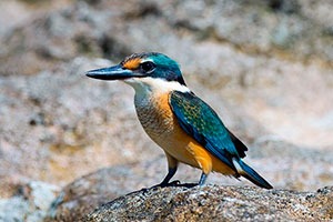 Священный зимородок (Священная Альциона)