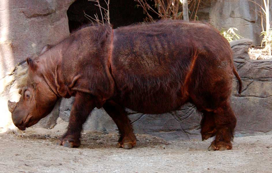 Суматранский носорог