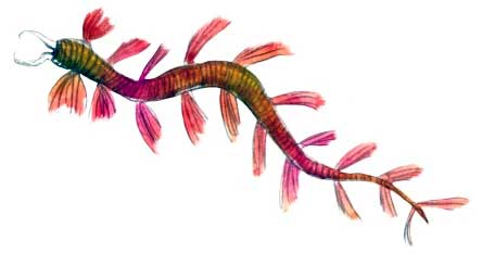 изображение - Цариди Цариди