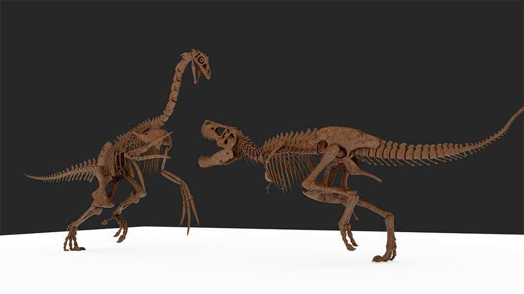 Скелеты теризинозавра (Therizinosaurus) – слева и тарбозавра (Tarbosaurus)