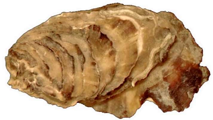 Гигантская устрица (Crassostrea gigas)