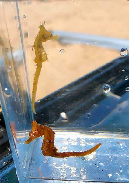 Венценосный морской конек (Hippocampus coronatus)