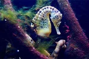 Венценосный морской конек (Hippocampus coronatus)
